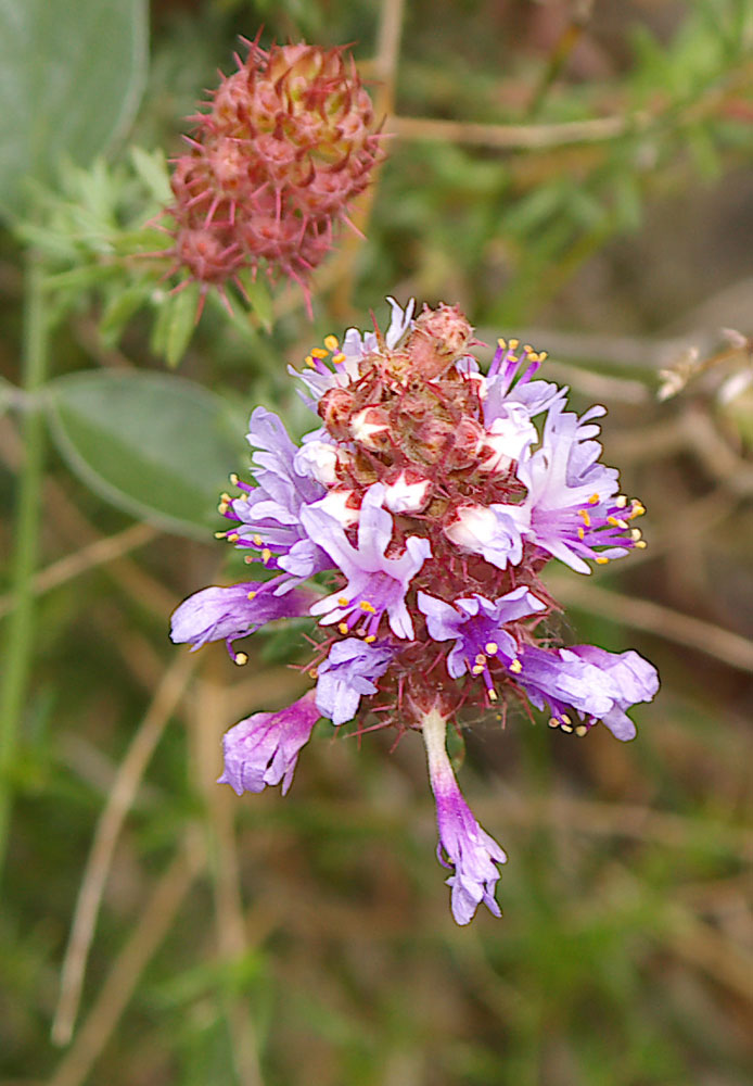 Coris monspeliensis / Coris